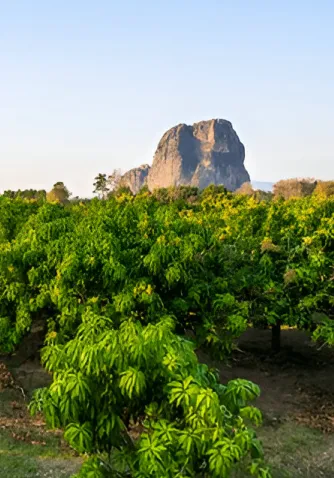 Lush greenery with mountains in the background under a clear blue sky.