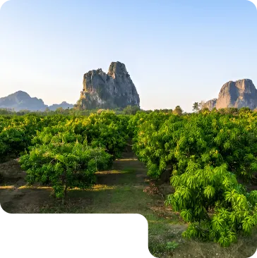 A lush green landscape with small trees and distant mountains under a blue sky.