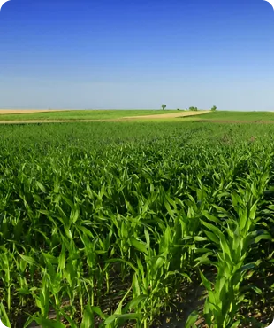 A lush green field with dense crops under a bright blue sky, with trees and power lines visible in the distance.